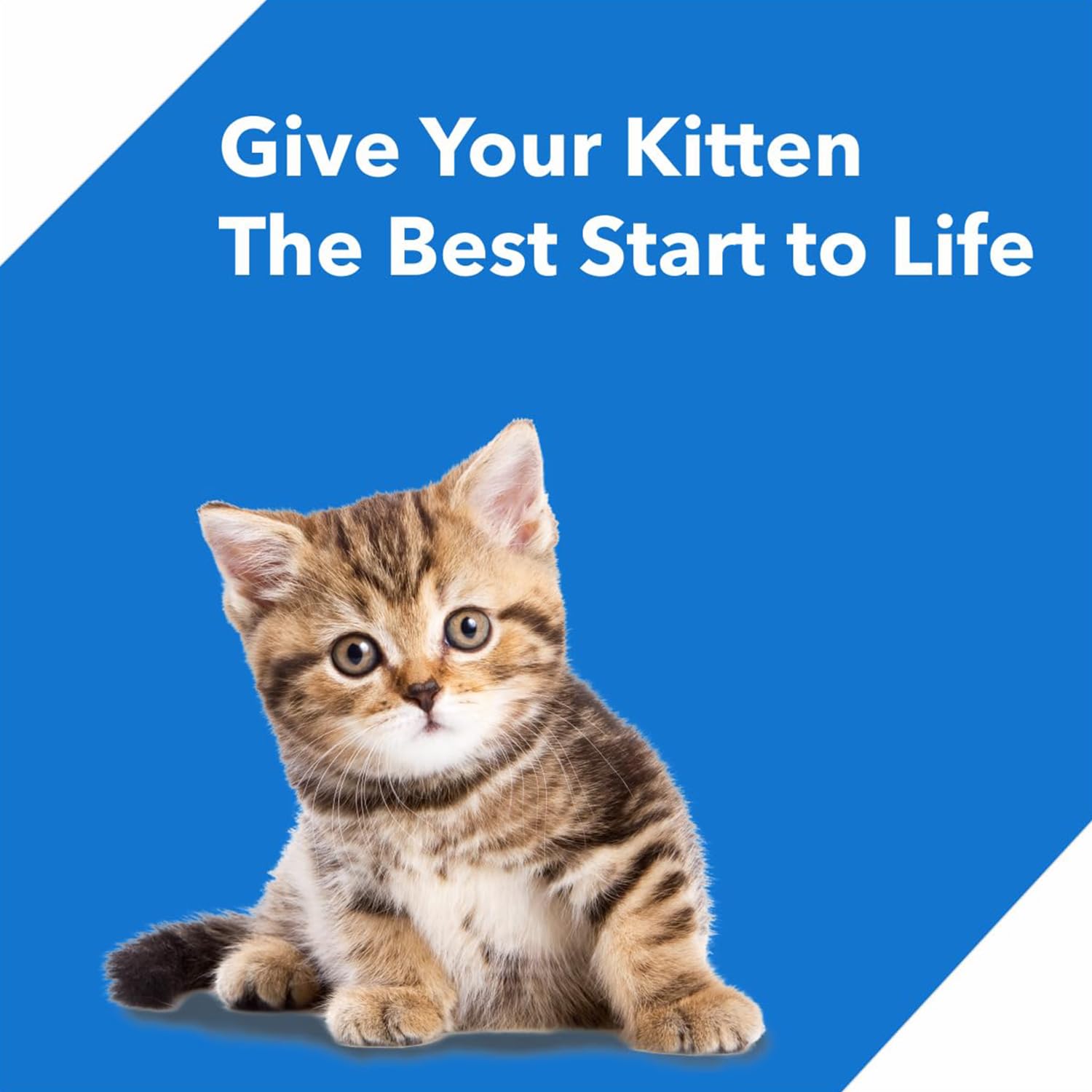 DROOLS KITTEN(1-12 MONTHS) DRY CAT FOOD, OCEAN FISH, 1.2KG