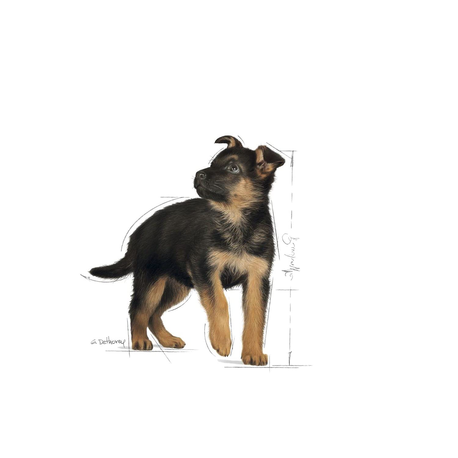 ROYAL CANIN DRY DOG FOOD MAXI PUPPY, MEAT FLAVOUR,4KG